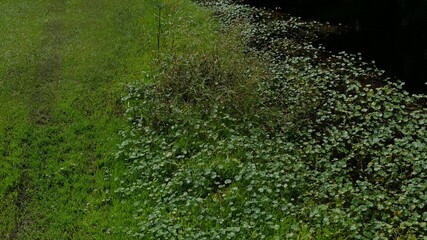 Pond plants and lilypads