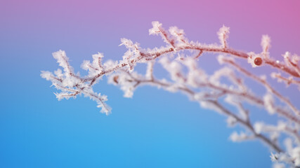 ice crystals on a branch, shallow depth of field