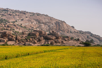 Shivapur, Karnataka, India - November 9, 2013: Yellow-green ripening rice field with huge brown boulders on hill under light blue sky. 
