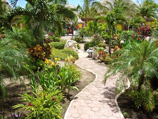 tropical garden with palms