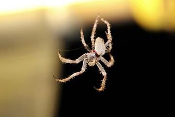 Garden Orb Weaver spider (Eriophora transmarina) at night, South Australia