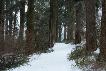 Snowy trail path through winter woodland forest 