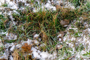 Green grass covered with snow. Early winter