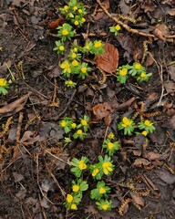 Winter Aconites and Brown Leaves 
