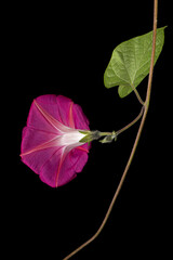 Pink flower of ipomoea, Japanese morning glory, convolvulus, isolated on black background