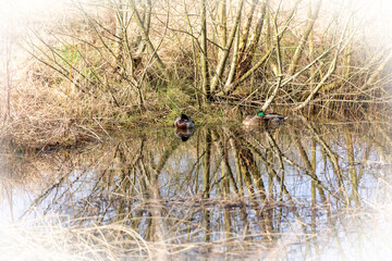 reflections of ducks in the marsh