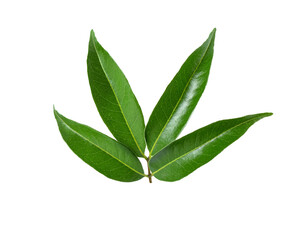 Obraz premium Tree leafs isolated on white background