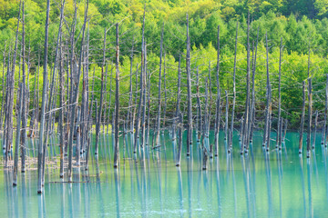 美瑛町　青い池