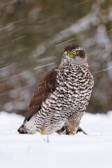Hawk in snowfall. Northern goshawk, Accipiter gentilis, perched on snowy forest meadow in cold winter. Majestic predator in wild nature. Beautiful bird with yellow eyes. Habitat Europe, Asia, America.