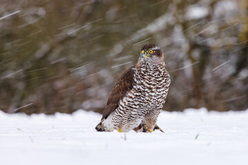 Hawk in snowfall. Northern goshawk, Accipiter gentilis, perched on snowy forest meadow in cold winter. Majestic predator in wild nature. Beautiful bird with yellow eyes. Habitat Europe, Asia, America.