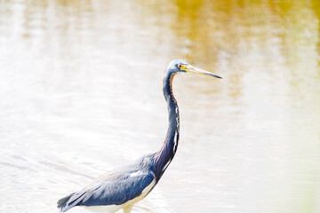 tri color heron