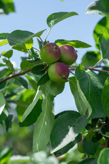 Red apples on a branch with leaves. In the process of ripening, summer.