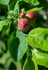 Red apples on a branch with leaves. In the process of ripening, summer