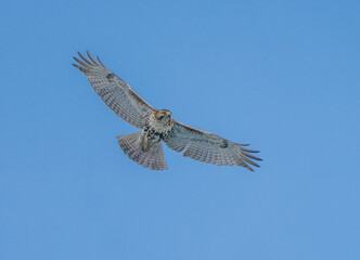 hawk is soaring through blue skies on a windy day