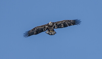 juvenile bald eagle soaring high above you in the blue skies of winter