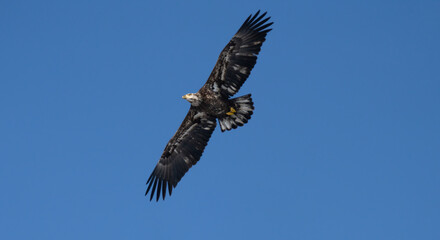 Obraz premium juvenile bald eagle soaring high above you in the blue skies of winter