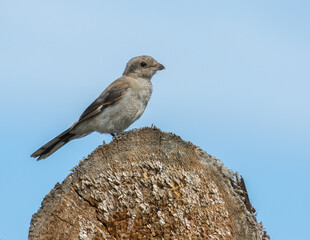 Northern Shrike Perching on a Log