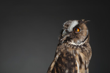 Beautiful eagle owl on grey background, space for text. Predatory bird