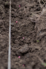 Radish seeds in ground. Black earth on beds. Planting radishes in open ground.