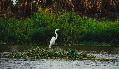 garza en naturaleza