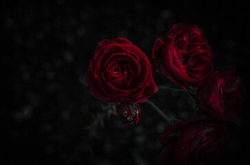 Schöne Rose im Vintage-Stil  Naturhintergrund © joeycheung