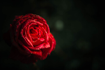 Beautiful Rose on Vintage style; nature background