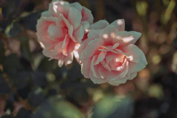 Schöne Rose im Vintage-Stil  Naturhintergrund © joeycheung