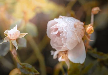 Schöne Rose im Vintage-Stil  Naturhintergrund © joeycheung