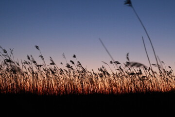 reeds at sunset