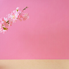 Cherry blossoms and pink walls.  桜とピンク色の壁
