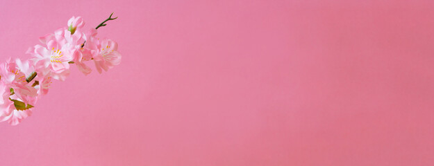 Fototapeta na wymiar Cherry blossoms and pink walls. 桜とピンク色の壁