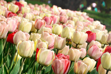  spring blooming white, pink and red tulips, bokeh flower background. Selective focus.