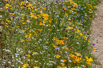 Along a hiking trail are some spring wildflowers mostly of yellow and purple colors on a hillside of Southern California on a beautiful spring morning.