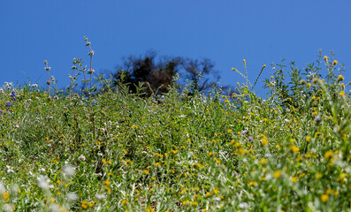 A spray of spring wildflowers on a hillside with a bright blue sky in the background.