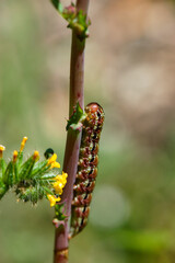 A close up of a caterpillar crawling on a stem with spring wildflowers out of focus in the background.