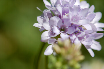 A close up of a lavender or purple wildflower in the spring. 