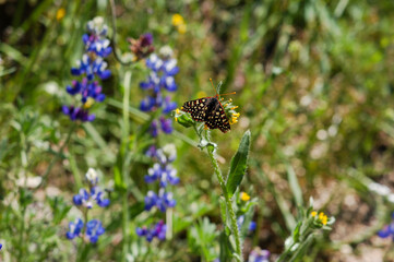 Spring wildflowers in the countryside of Southern California and a butterfly enjoying the morning.