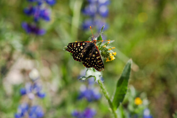 Spring wildflowers and a butterfly enjoying the morning.