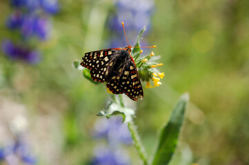 Spring wildflowers and a butterfly enjoying the morning.