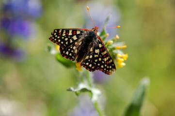 Spring wildflowers and a close up shot of a butterfly resting on a flower enjoying the morning.