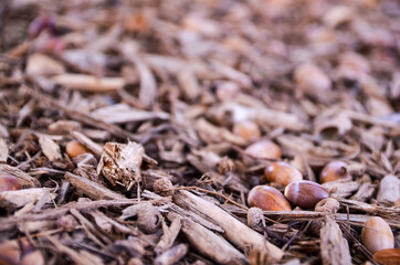 cloves on the ground