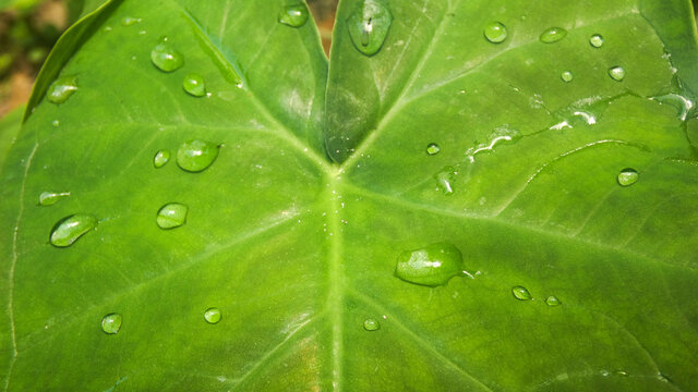 Close up nature leaf plant with drops of water background picture image banner background template