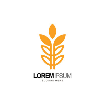 wheat logo design and template
