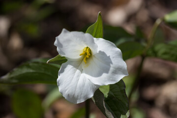 A beautiful white trillium blooming in early spring in a forest in Ontario. 