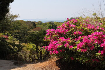 海が見える丘のツツジ