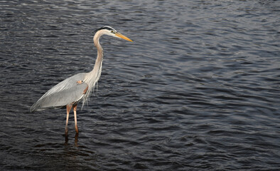 great blue heron