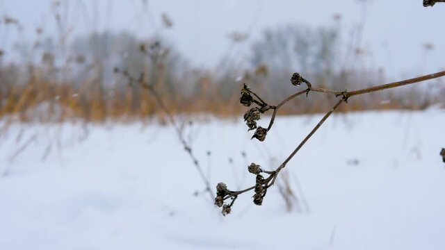 Winter background branch sways in the wind in the winter cold, snowy background with a branch, beautiful winter. Springs of spring in the snow..mov, Beautiful winter flower falls asleep with snow