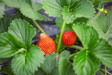 Fresh plump red strawberries in green foliage