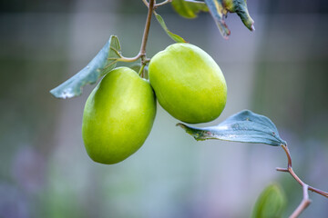 Tender green dates on the branches