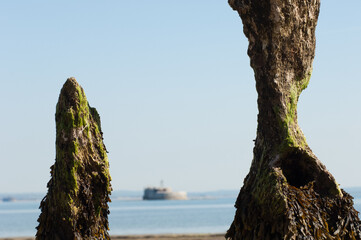 Sea groynes weathered isle of wight napoleonic fort in distance bembridge